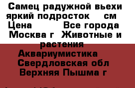 Самец радужной вьехи яркий подросток 15 см › Цена ­ 350 - Все города, Москва г. Животные и растения » Аквариумистика   . Свердловская обл.,Верхняя Пышма г.